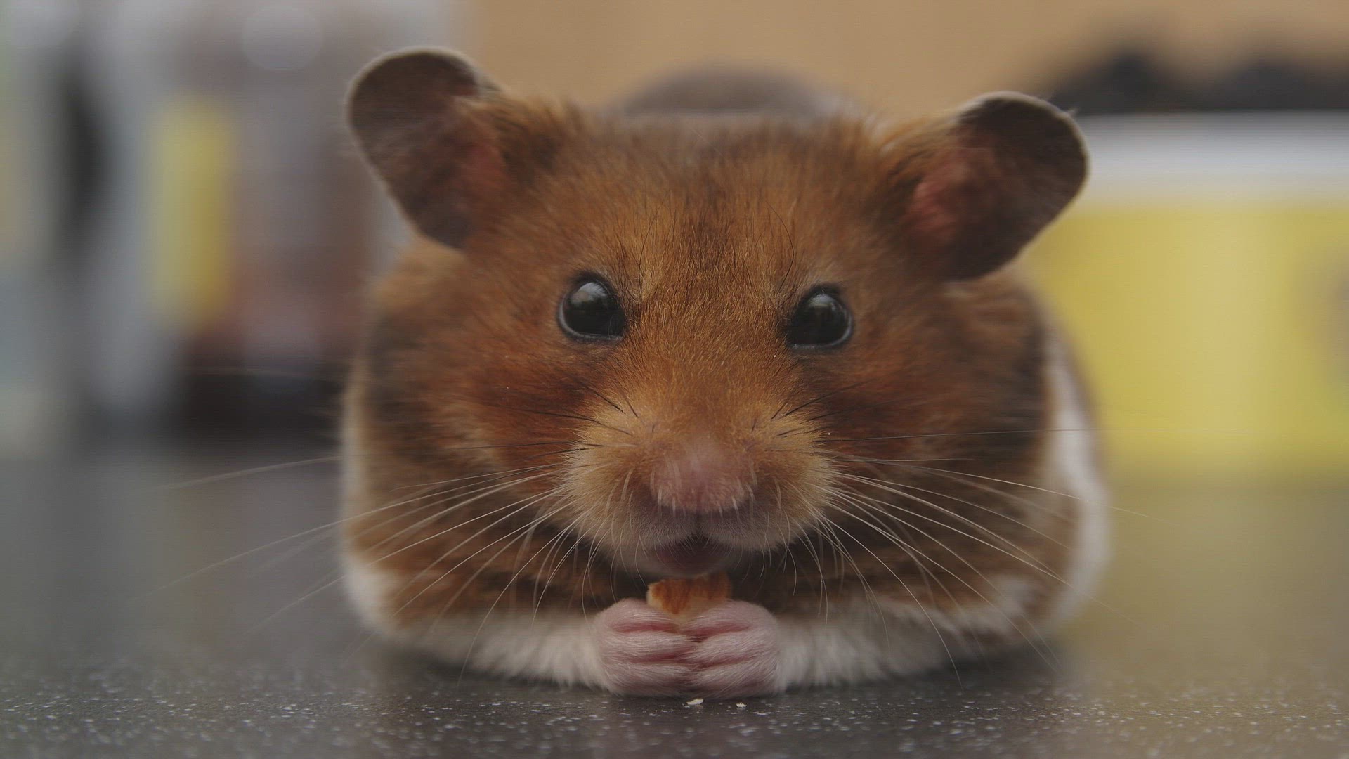 Female Hamster Names (2024) - I Love IT