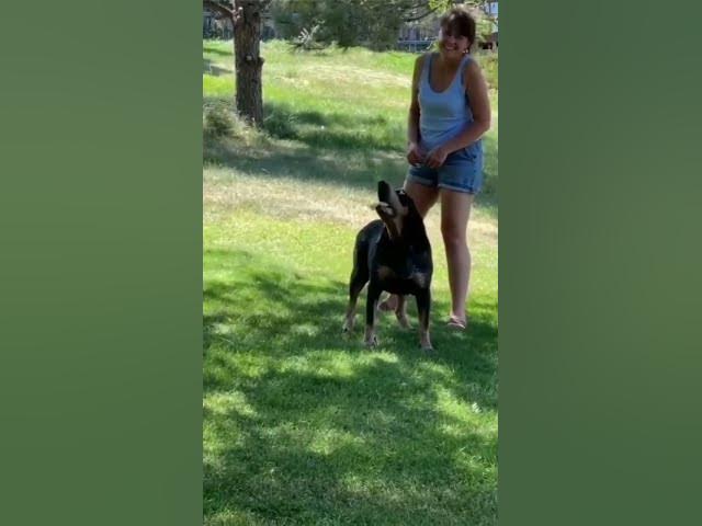 'Video thumbnail for Talking Dog #dogtalking #dogspeaking #speakingdog #doggos #doglife #doglifestyle #happydogs'