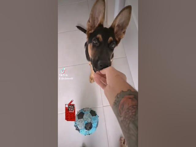 'Video thumbnail for the #puppy #dog #love #morning after #pill #dog #gsdpuppy #gsd #germanshepherd #happydog #happy'