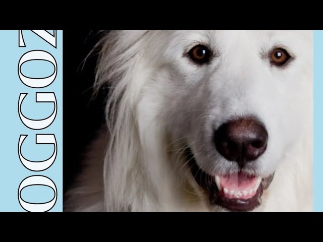Video thumbnail for The Mind of a Dog: Look into Their Thoughts and Behavior by Doggozila Magazine
