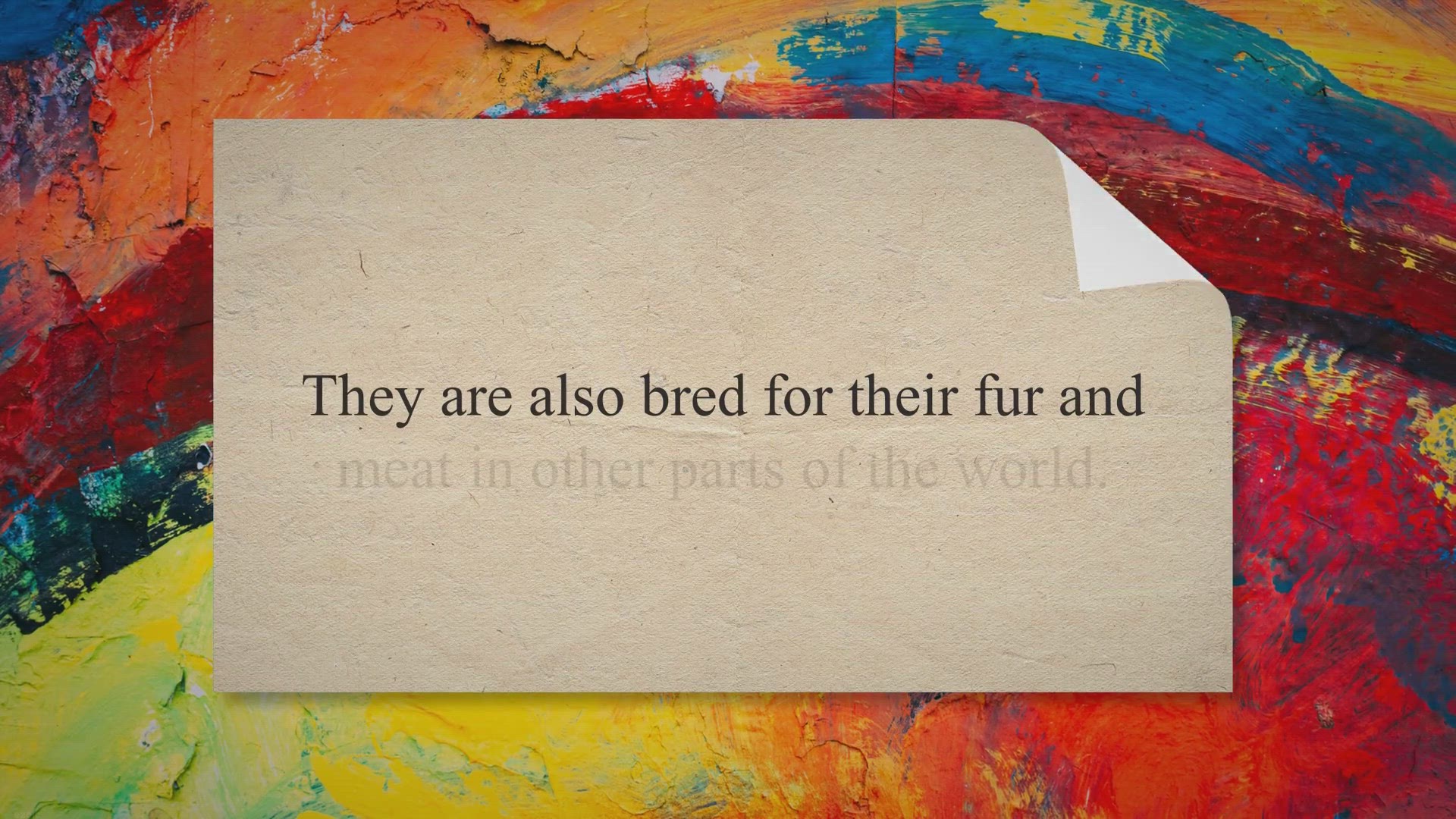 video of: French Lop Rabbit – Complete Guide 2023