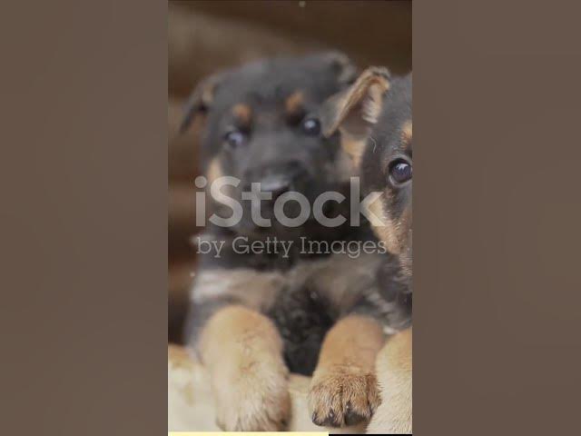 'Video thumbnail for The World of Paws German Shepherds'