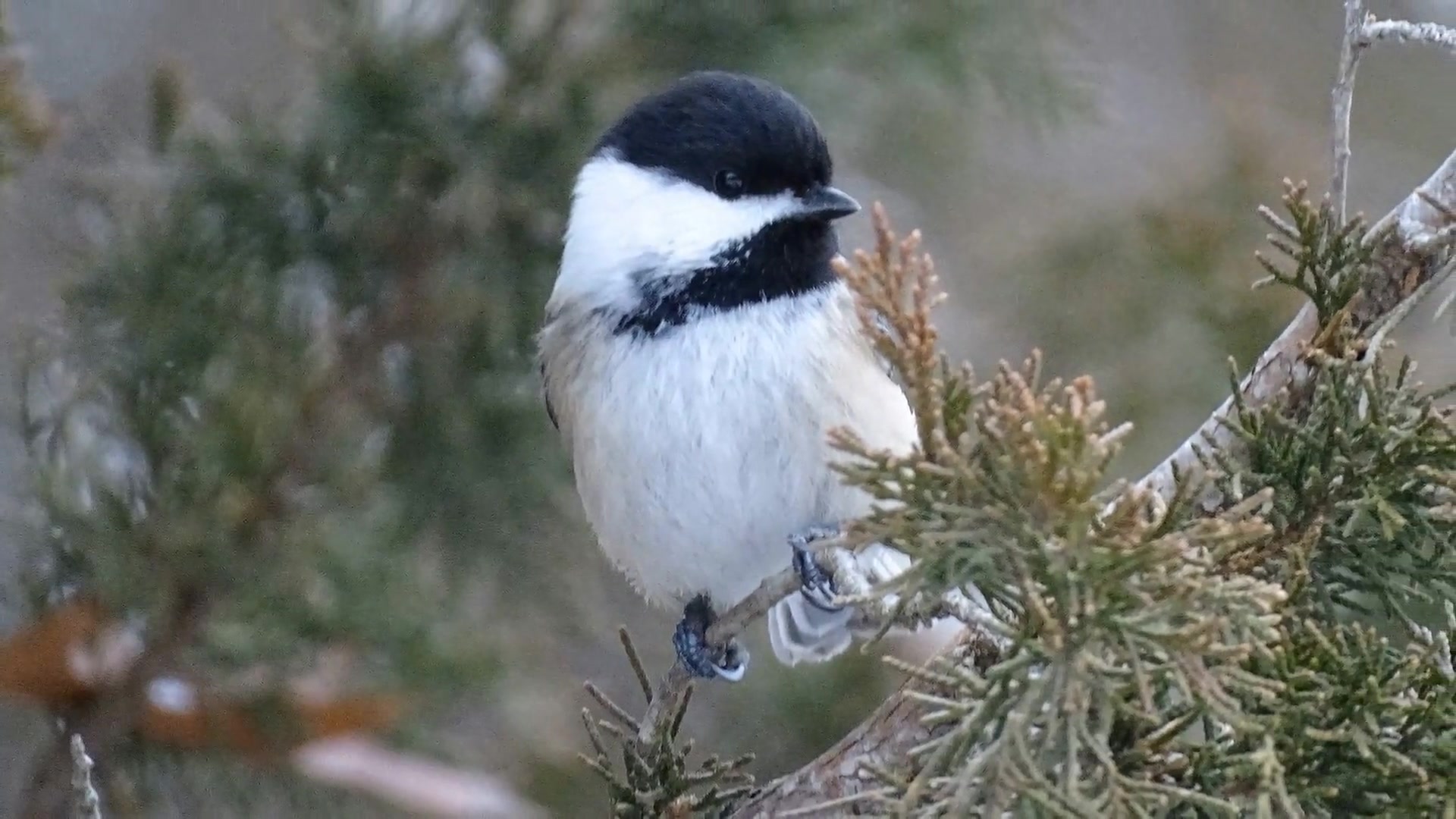 Video thumbnail for Birds of Massachusetts: A Guide to Local Feathered Friends
