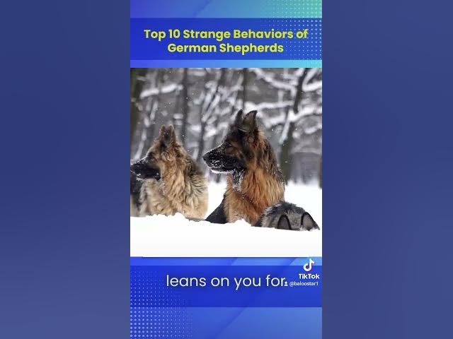 Video thumbnail for #germanshepherd #dog #happydog #gsd #blog #youtubeshorts