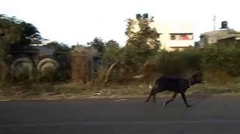 'Video thumbnail for Buffalo race competition in India.'