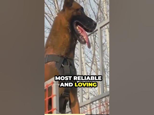 'Video thumbnail for Understanding the Breed’s Origins'