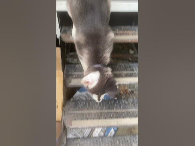 Video thumbnail for Meet Titan the #husky