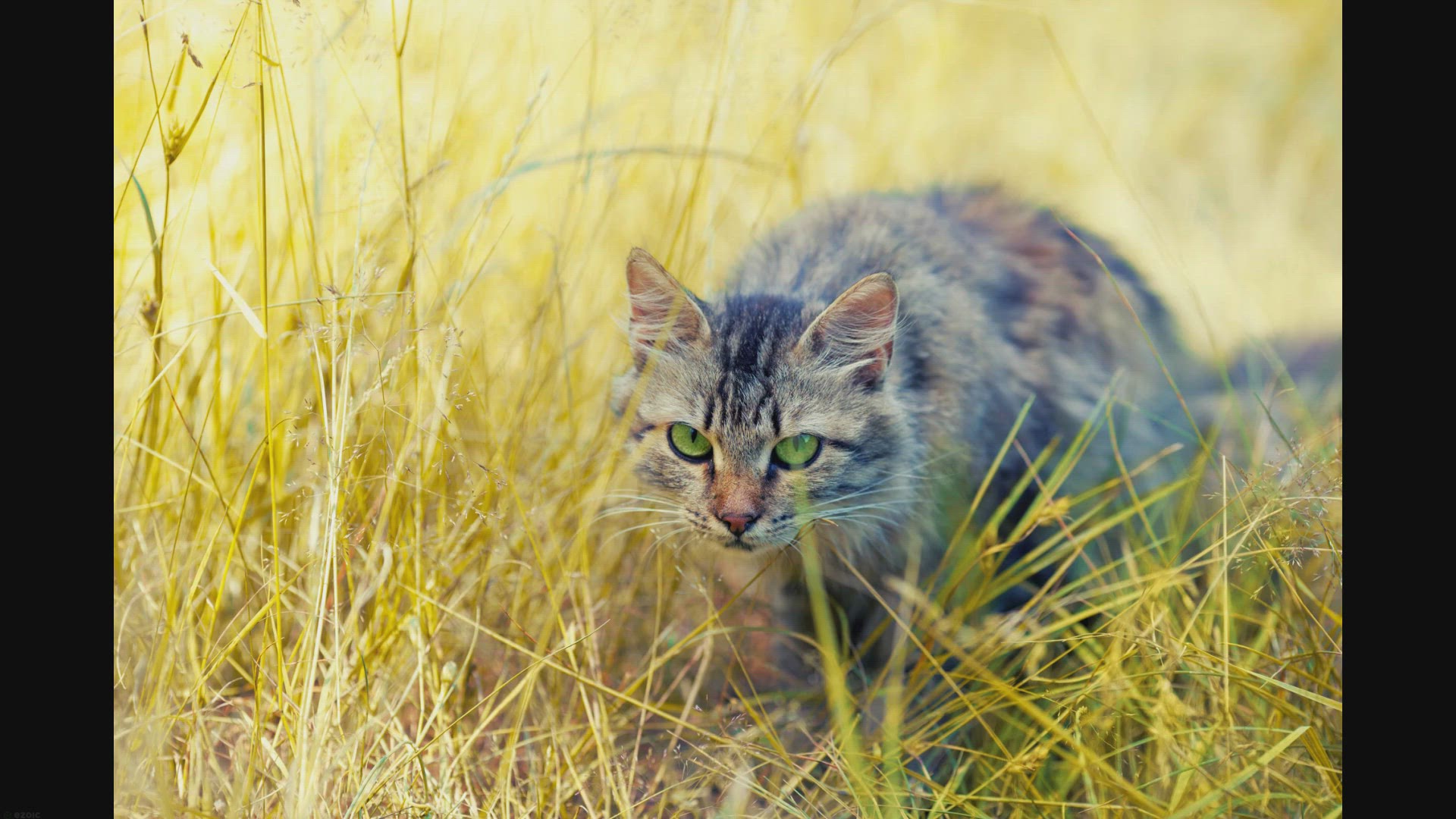 Video thumbnail for Will Cats Kill Ducks? Facts Behavior!