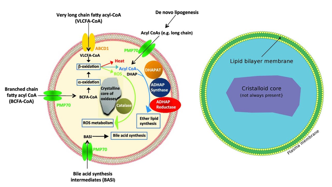 Video thumbnail for Peroxisome Definition, Structure, Biogenesis, Enzymes, Functions
