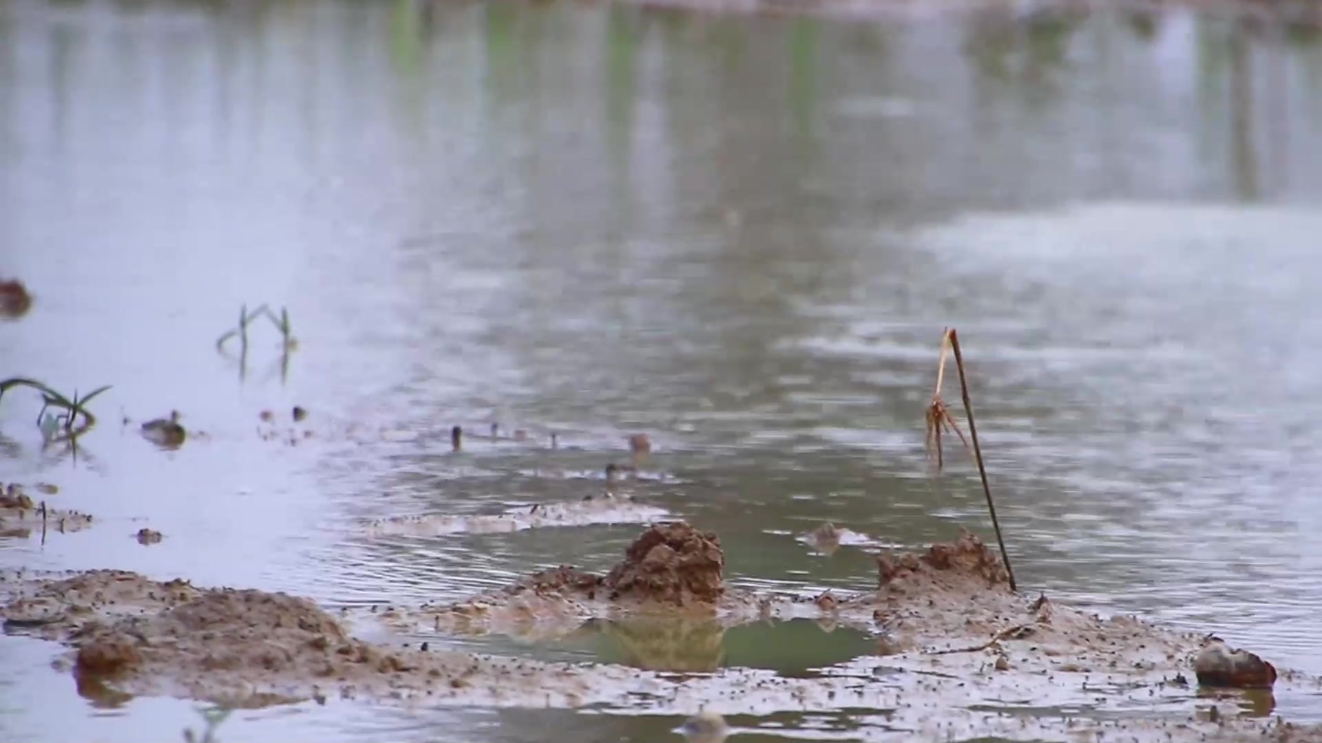 Video thumbnail for Wild of small bird find catch baby frog eat