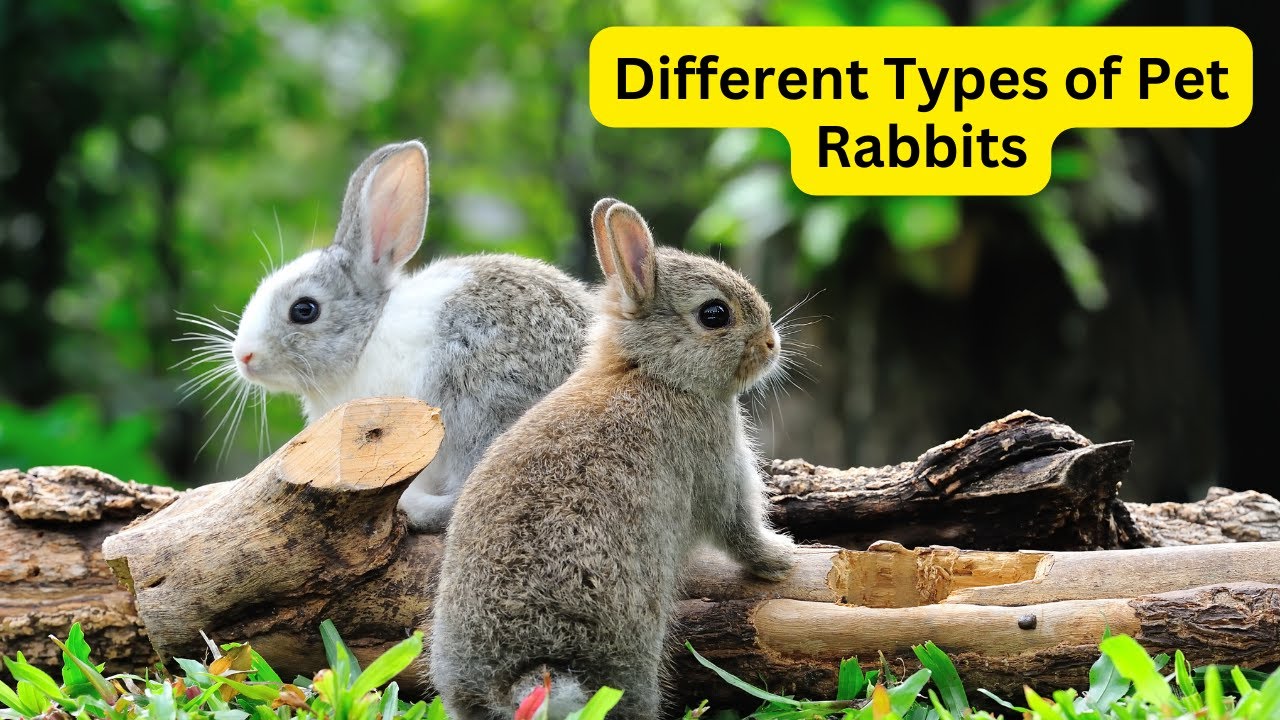 'Video thumbnail for Types of Pet Rabbits: Discover the Adorable World of Miniature Pet Rabbits'