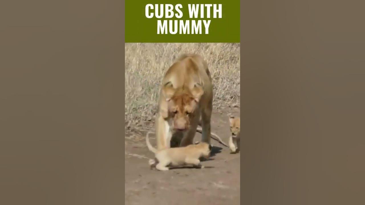 Video thumbnail for Cute Adorable Lion Cubs | Lion Cubs in Action #shorts
