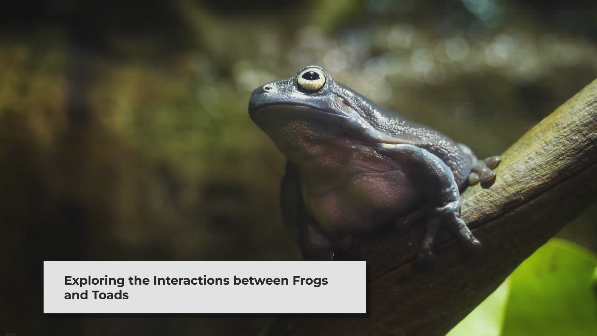 Captivating Names for a Pet Frog: Unleash Your Creativity