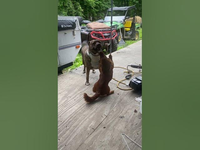 Video thumbnail for Don’t push it! #dog #cutedog #dogs