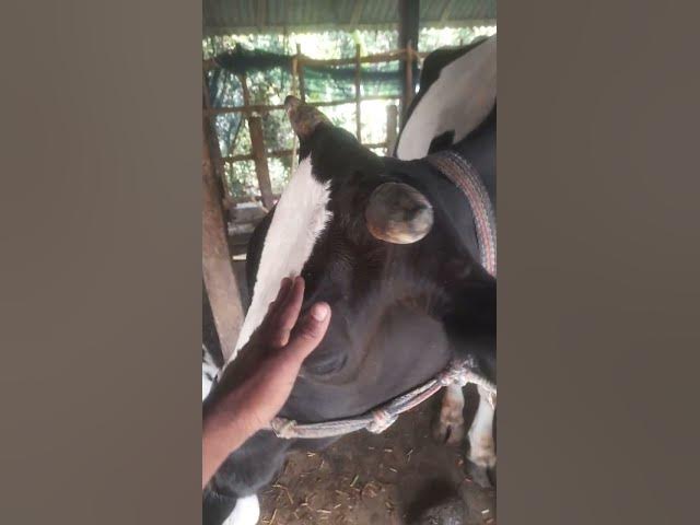 Video thumbnail for Cow Cute, Cow shortsVideos