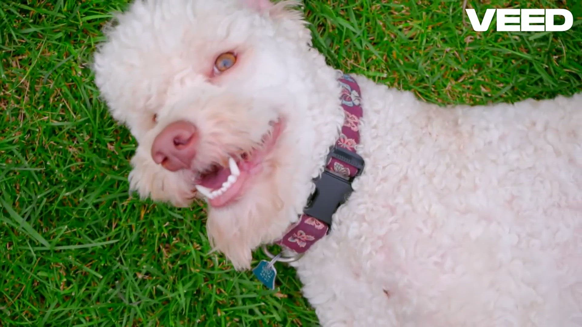 'Video thumbnail for Essential Guide to Best dog insurance'