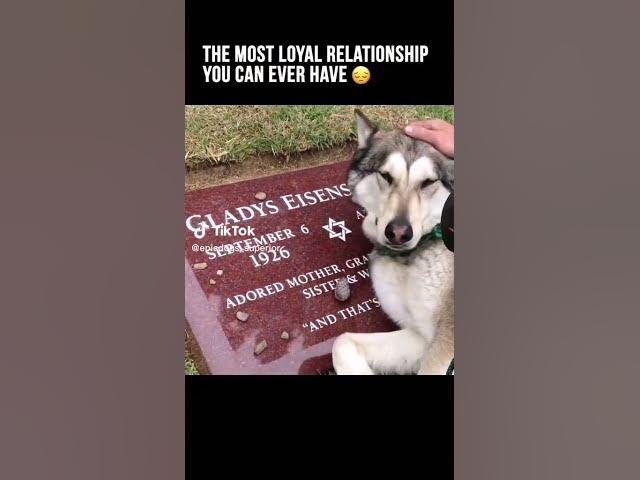 'Video thumbnail for Loyal Dog Cry on owners grave #dogcry #dogcrying #dogcryingsound #dogcryingmeme #dogcrysound #saddog'