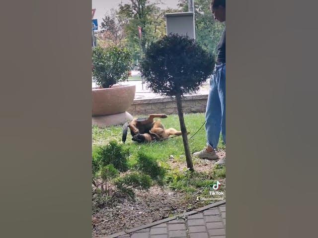 'Video thumbnail for #dog#puppy #germanshepherd #baloocreate#power #woof #happy#love #tiktok#happydog #ciobanescgerman'