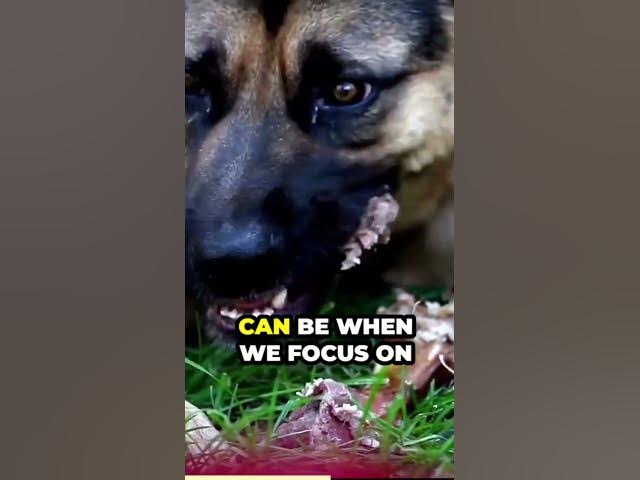 'Video thumbnail for German Shepherds are known for their loyalty, intelligence,'