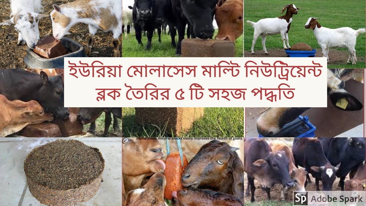 Video thumbnail for গরুর জন্য ইউরিয়া মোলাসেস মাল্টি নিউট্রিয়েন্ট ব্লক তৈরির ৫ টি সহজ পদ্ধতি।