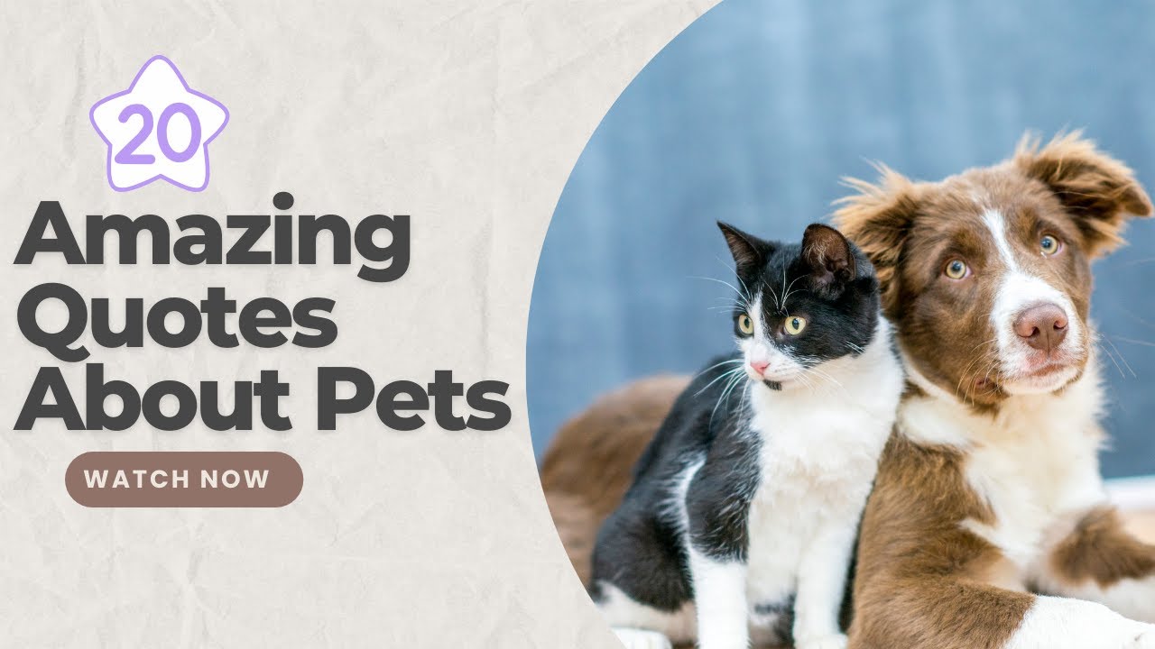 'Video thumbnail for 20 Amazing Quotes About Pets'