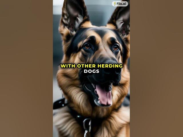 'Video thumbnail for Check out my new blog about German Shepherds! Are German Shepherd Herding Dogs'