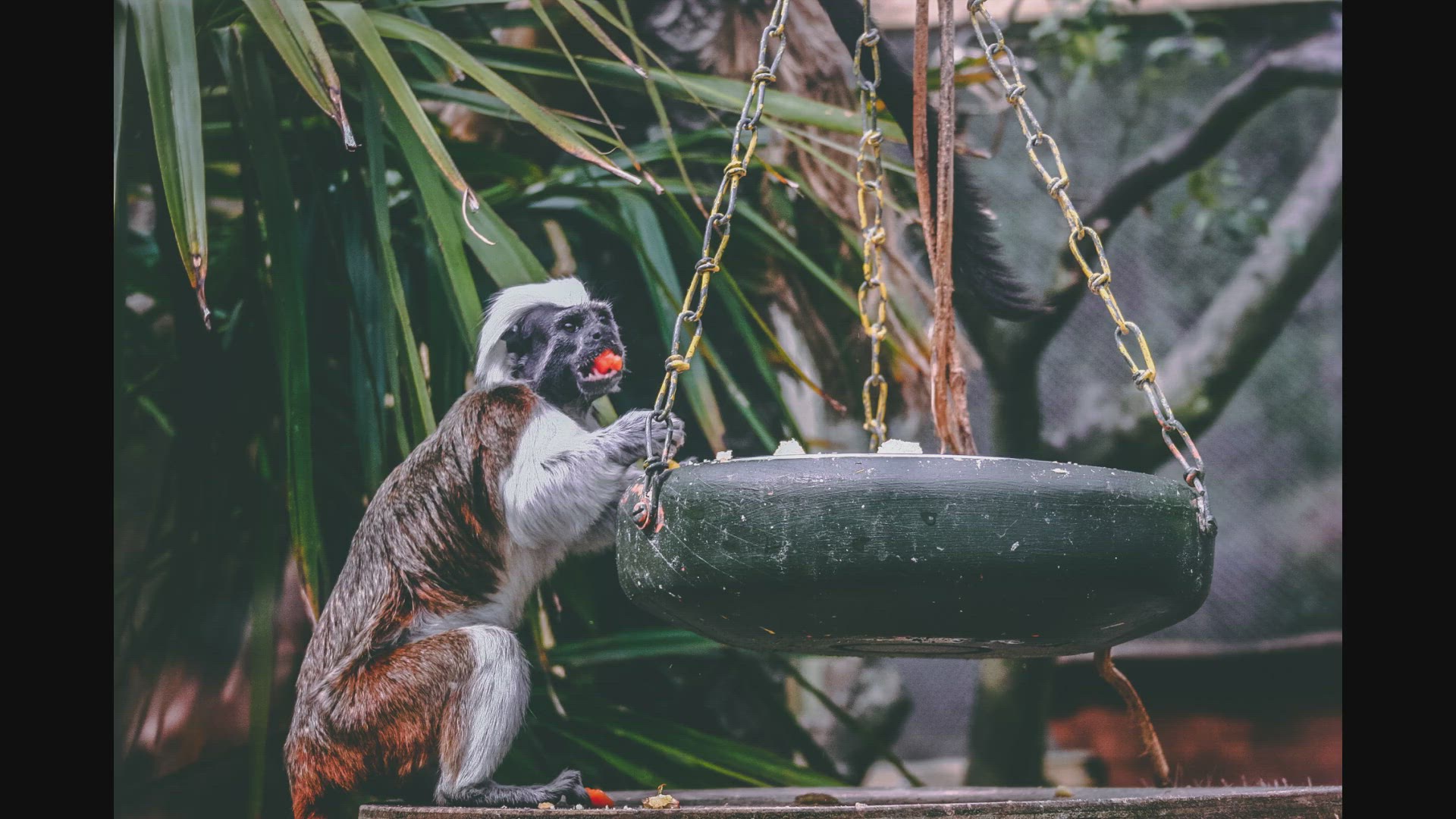 'Video thumbnail for Swinging Through the Trees: Discovering the World of Monkeys tst'