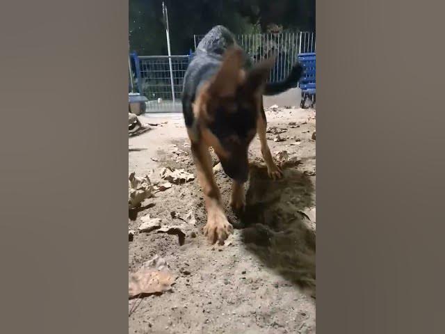 'Video thumbnail for Baloo #wants to get to #China#dog #gsd #gsdpuppy #baloocreate #happy #happydog #love#germanshepherd'