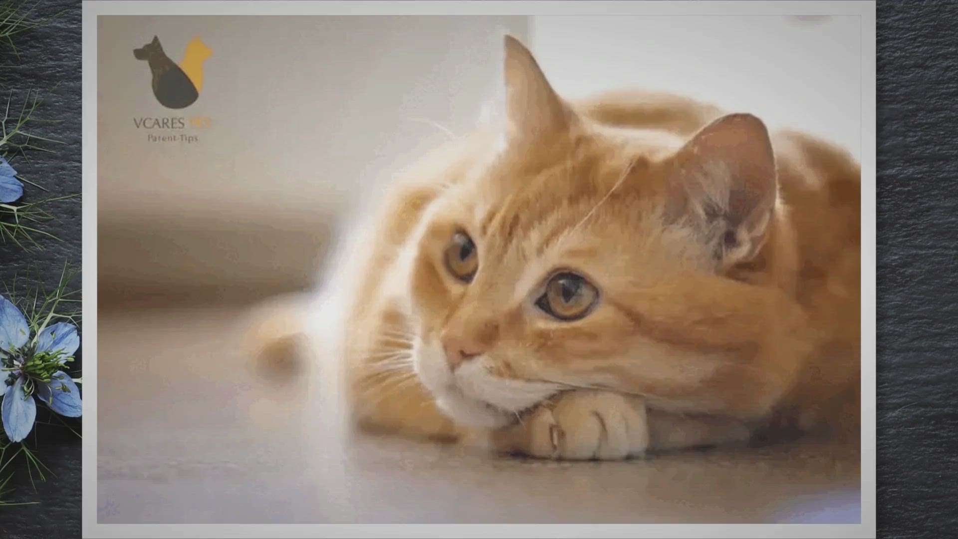 Video thumbnail for Why Do Cats Just Stare at You? The Secrets Behind Your Cat’s Gaze!