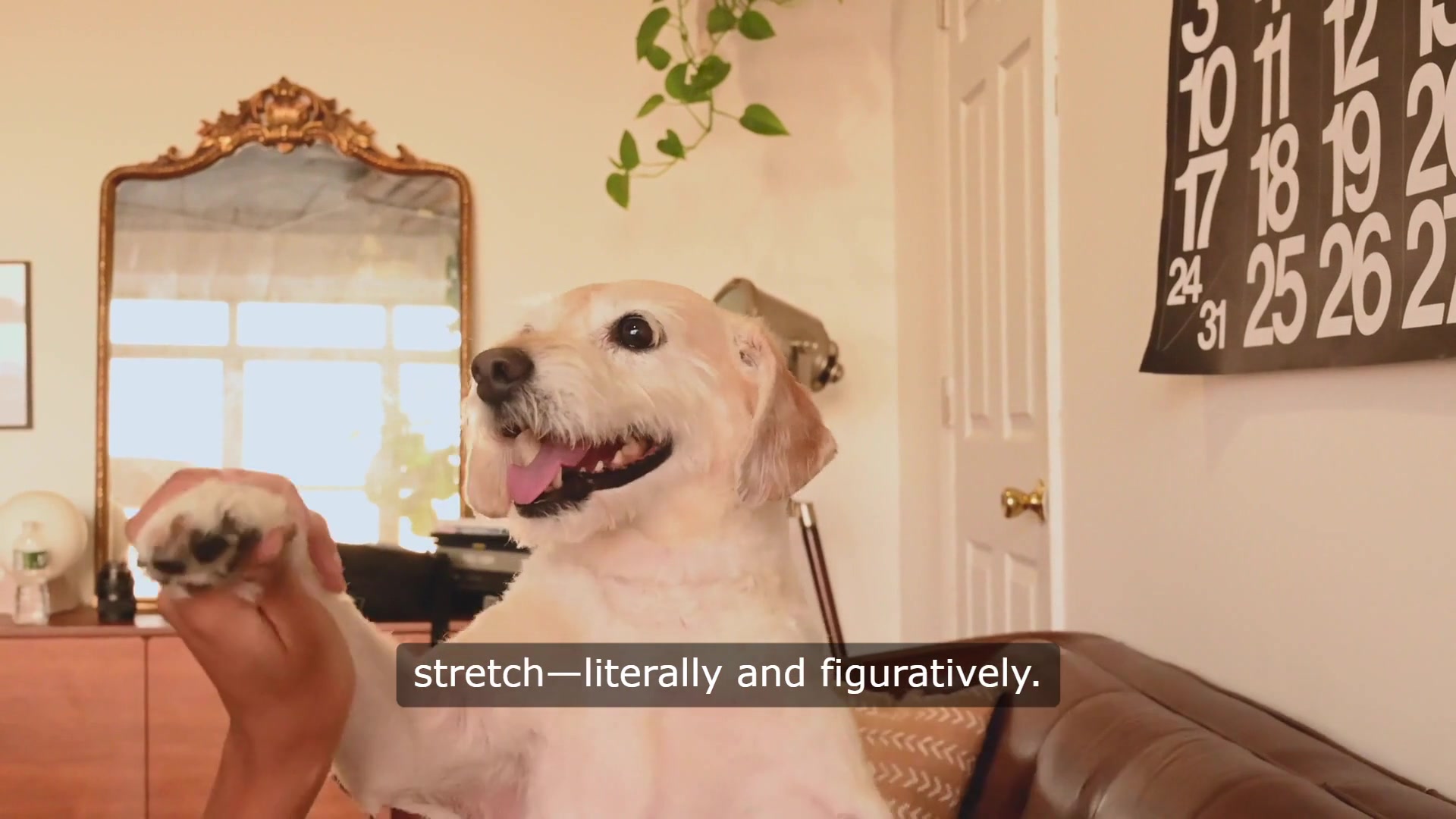 Video thumbnail for The Struggle is Real Navigating Life with a Big Dog and a Small Lap