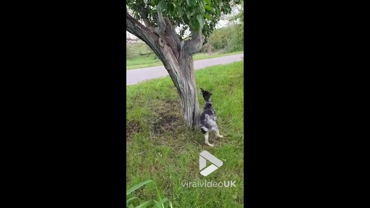 'Video thumbnail for VV4960 Red squirrel plays hide and seek with dog'