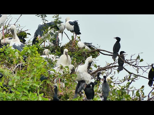 Video thumbnail for The area field for bird live, mad nest here alot