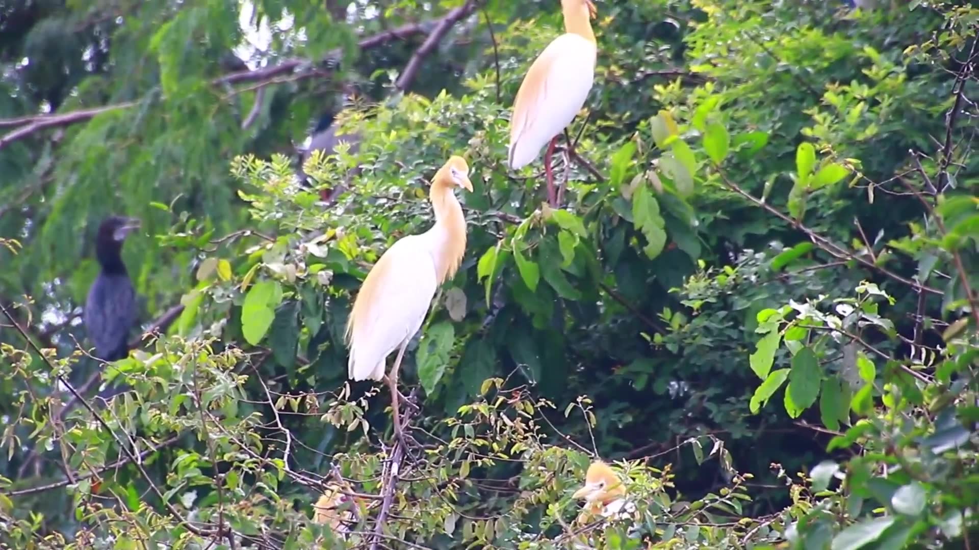 'Video thumbnail for Amazing of lake - New baby bird grownth a lot on nest | wild bird wait eat'