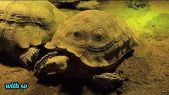 'Video thumbnail for "Turtle Tales: 10 Fascinating Fun Facts About Turtles | Shell Shocked"'