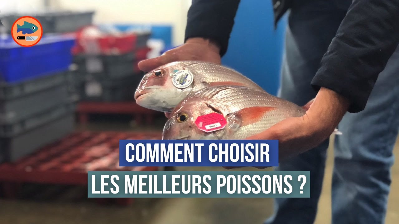 Video thumbnail for Comment offrir des poissons d'exception à ses clients ? (interview des Viviers de Noirmoutier)