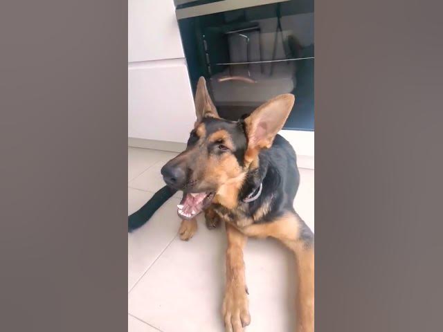 'Video thumbnail for #dog#puppy #germanshepherd #baloocreate#power #woof#love#4u #happydog #happy#fyp #ciobanescgerman'