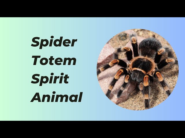 'Video thumbnail for Why Spider Is The Most Powerful Totem Spirit Animal'