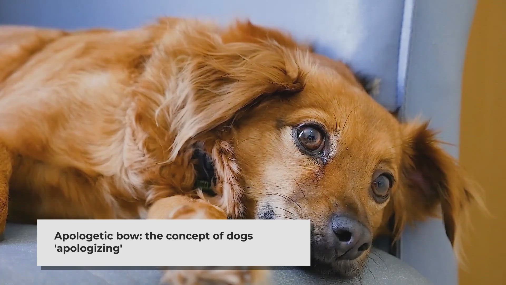 Video thumbnail for Why Does My Dog Lower His Head And Stare? (8 Reasons & How To Stop It)