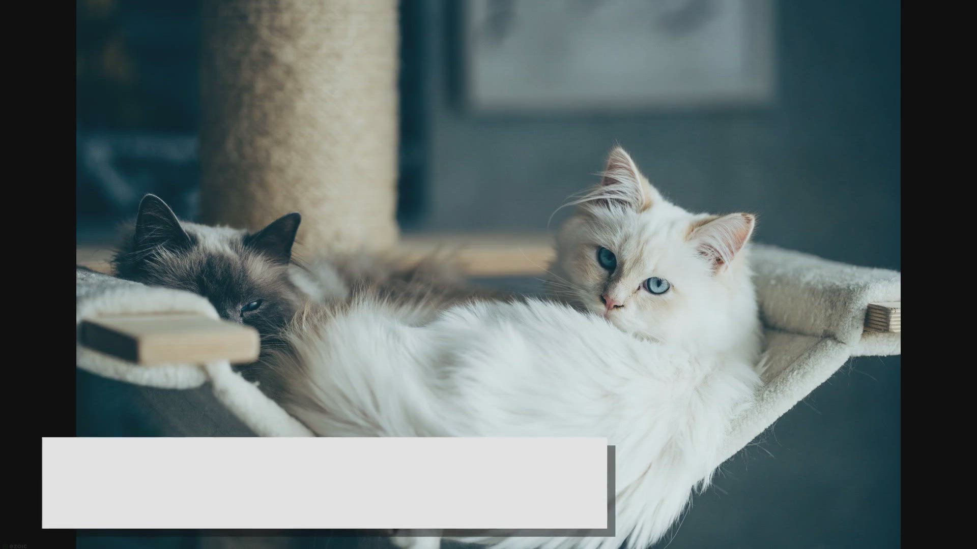 Video thumbnail for Blue Ragdoll: An All-in-one Guide for Cat Owners