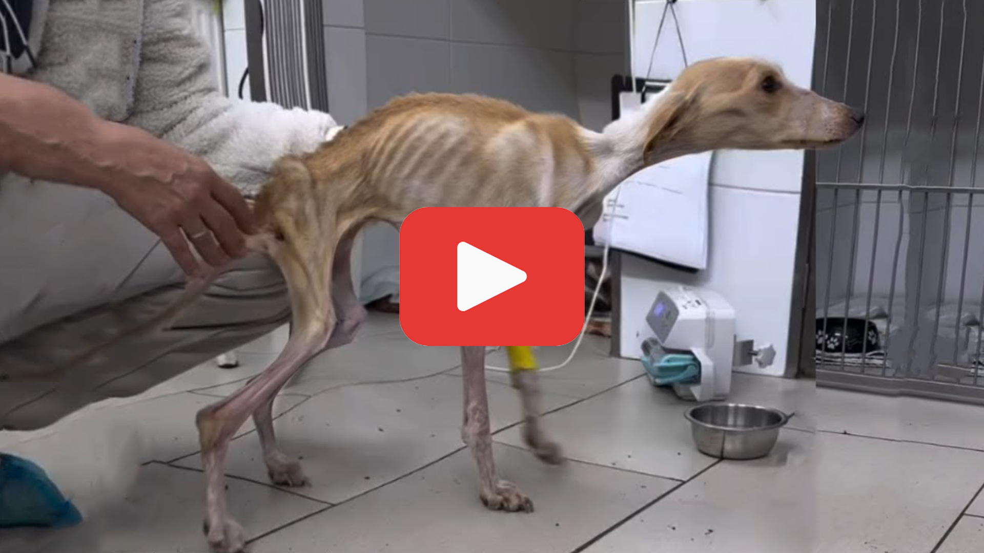 'Video thumbnail for Starved and Forgotten—A Puppy’s Life in Darkness and Despair'