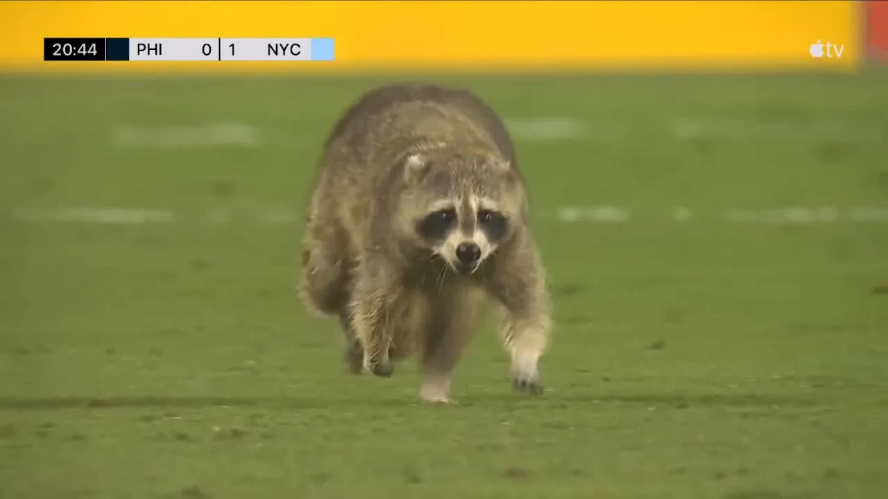 'Video thumbnail for stream punk soccer: raccoon stops play in philadelphia union vs nycfc!'