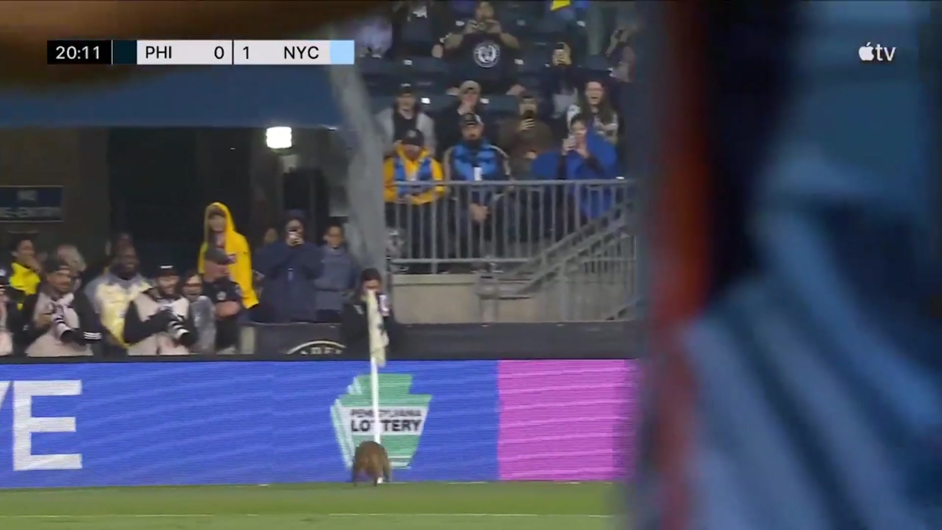 'Video thumbnail for stream punk soccer: raccoon stops play in philadelphia union vs nycfc!'