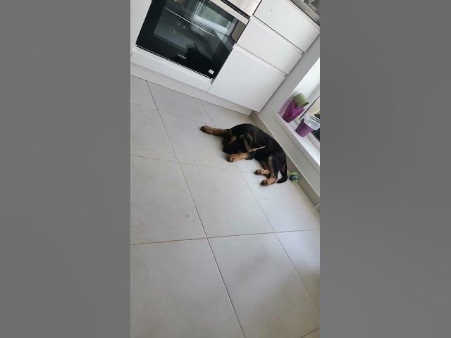 Video thumbnail for Baloocreate puppy LOve