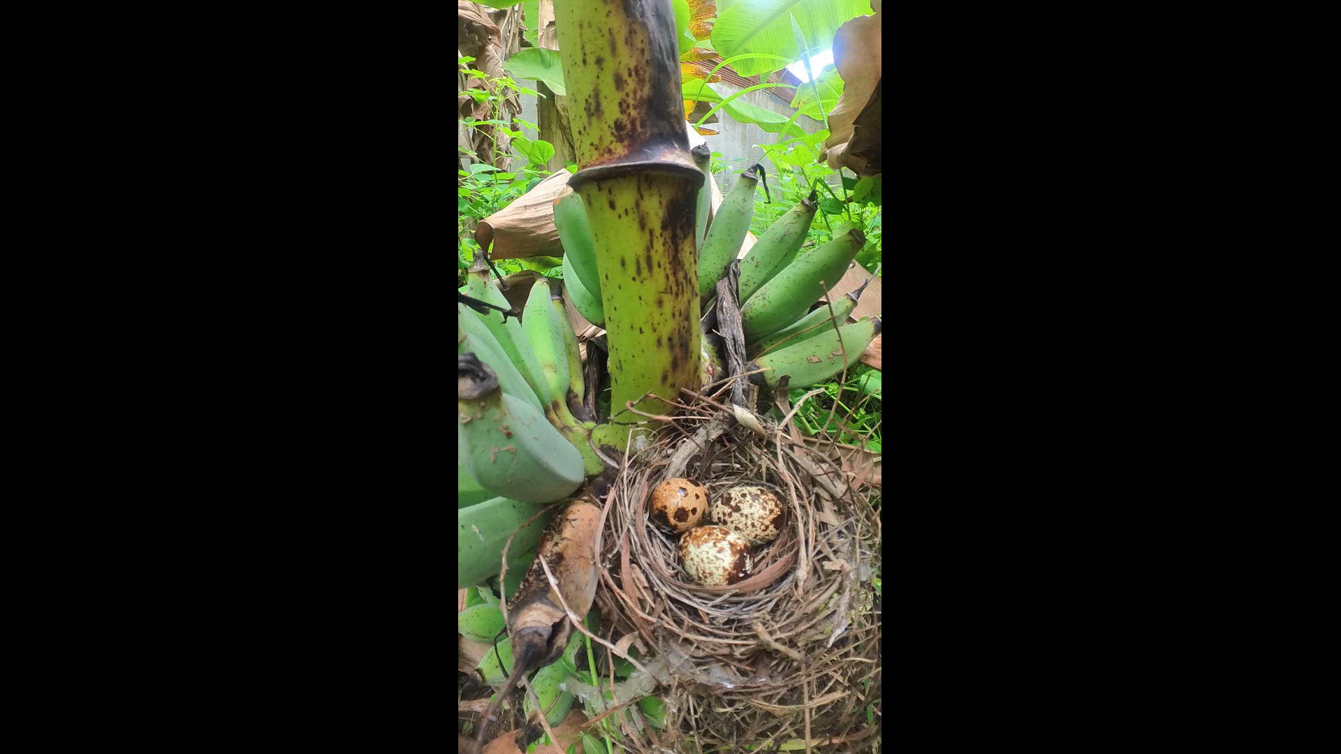 Video thumbnail for Wild Eggbirds #babybird #dove #dovebird #nestbird #shortbird #nestdove #birdeat #birdfeed