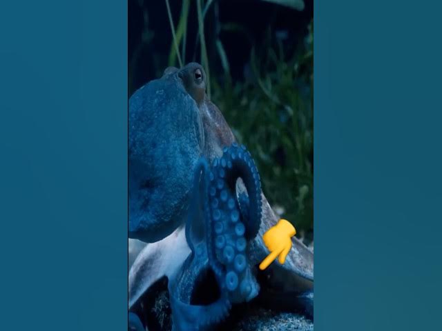 Video thumbnail for Scientists Spotted An Octopus ‘Guarding’ Something, And Then They Realized Why