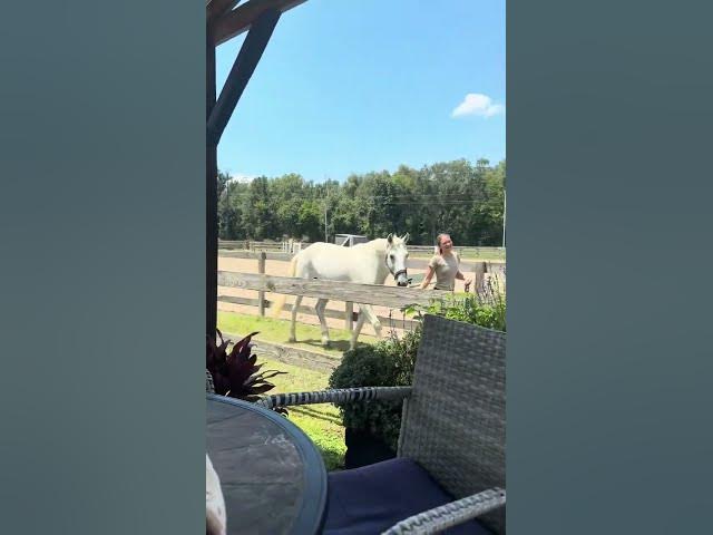 Video thumbnail for Exploring His New Home!💕 #horse #equestrian #dothingsyoudontwanttodo #horseriding #horsegirl