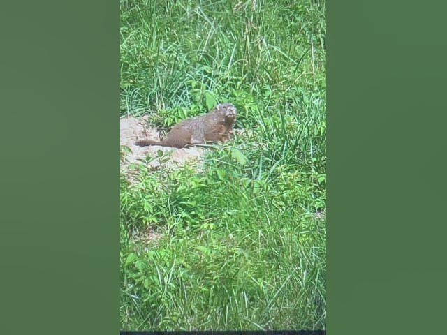 Video thumbnail for Woodchucking after work .22 mag got em in the heart ❤️