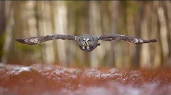 'Video thumbnail for "Hoot Hoot! 10 Fascinating Owl Fun Facts That Will Amaze You!"'