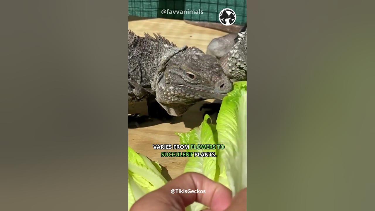 Video thumbnail for Colorful Climbers The Iguana's Arboreal Adventure #shorts #iguana