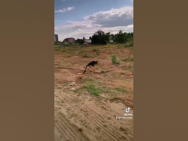 Video thumbnail for 🏃🏃‍♂️💪🎉🏂#dog #germanshepherd #happydog #love #puppy